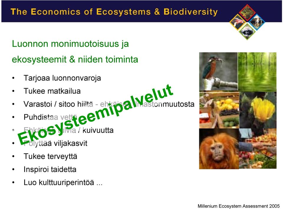 ilmastonmuutosta Puhdistaa vettä Ehkäisee tulvia / kuivuutta Pölyttää