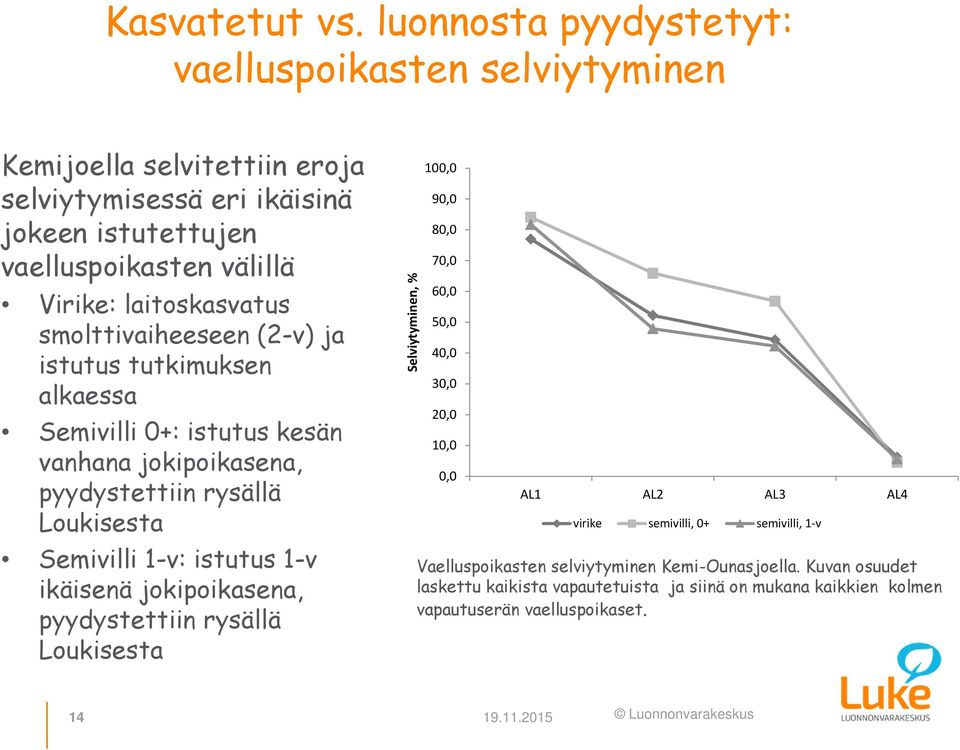 laitoskasvatus smolttivaiheeseen (2-v) ja istutus tutkimuksen alkaessa Semivilli 0+: istutus kesän vanhana jokipoikasena, pyydystettiin rysällä Loukisesta Semivilli 1-v: istutus