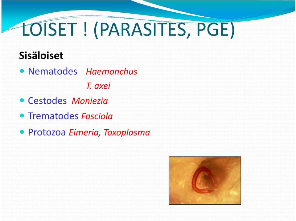 Nematodes Haemonchus T.