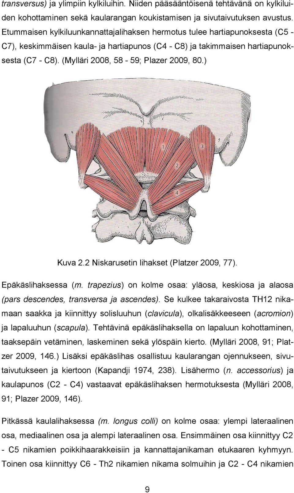 (Mylläri 2008, 58-59; Plazer 2009, 80.) Kuva 2.2 Niskarusetin lihakset (Platzer 2009, 77). Epäkäslihaksessa (m.