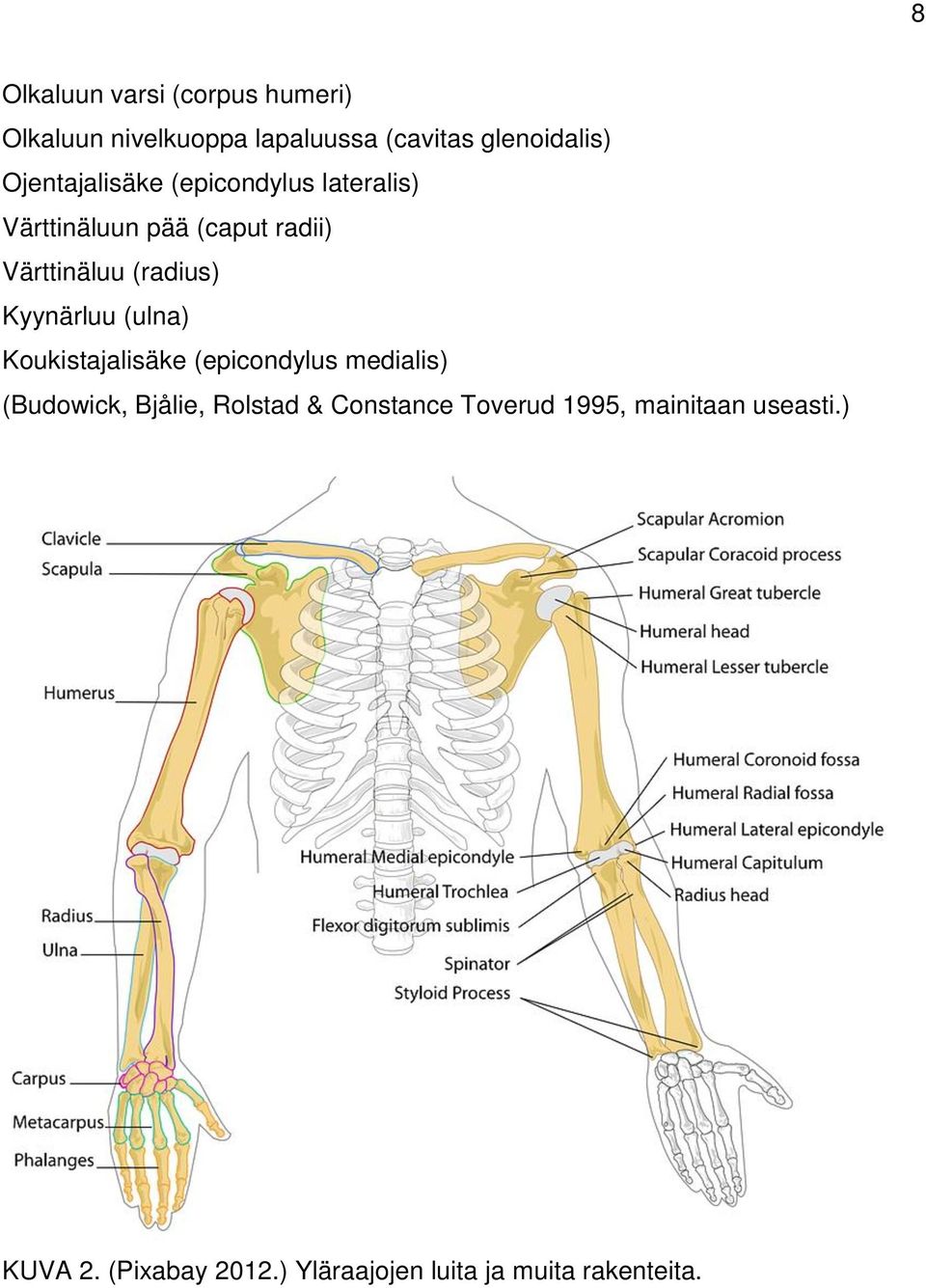 Kyynärluu (ulna) Koukistajalisäke (epicondylus medialis) (Budowick, Bjålie, Rolstad &