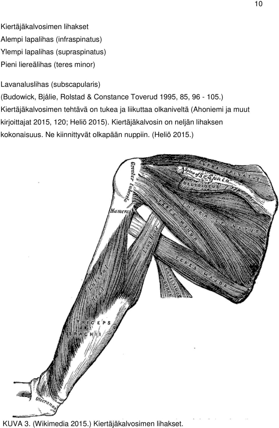 ) Kiertäjäkalvosimen tehtävä on tukea ja liikuttaa olkaniveltä (Ahoniemi ja muut kirjoittajat 2015, 120; Heliö 2015).