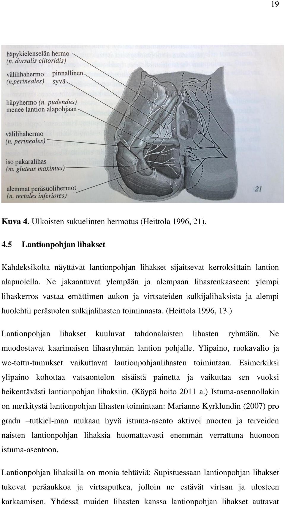 (Heittola 1996, 13.) Lantionpohjan lihakset kuuluvat tahdonalaisten lihasten ryhmään. Ne muodostavat kaarimaisen lihasryhmän lantion pohjalle.