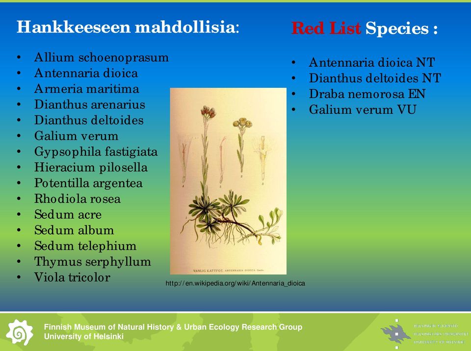 argentea Rhodiola rosea Sedum acre Sedum album Sedum telephium Thymus serphyllum Viola tricolor http://en.