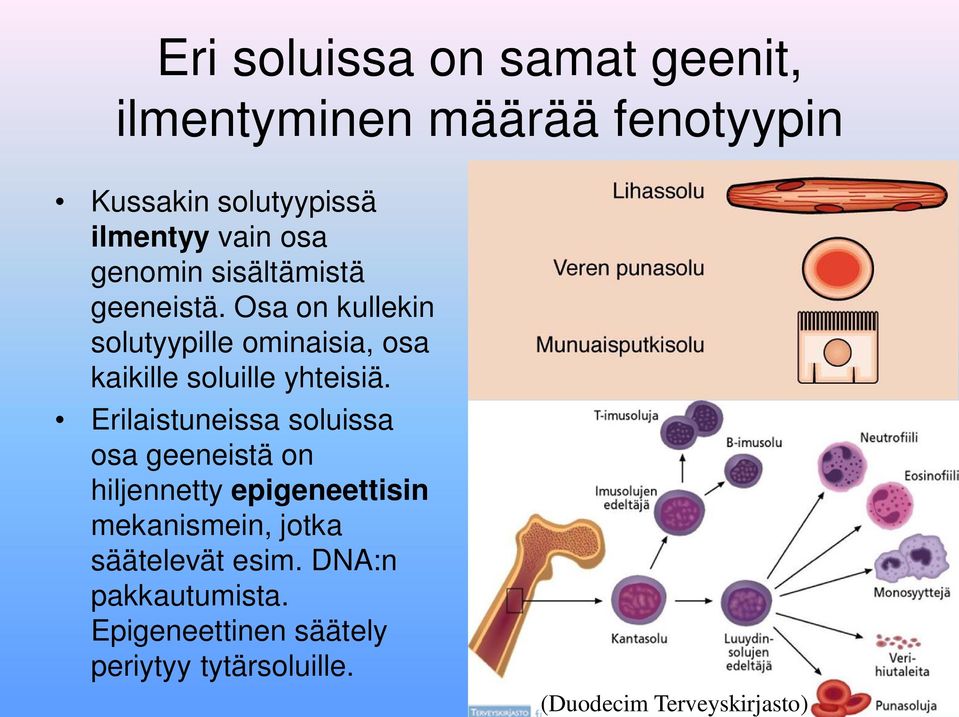 Osa on kullekin solutyypille ominaisia, osa kaikille soluille yhteisiä.