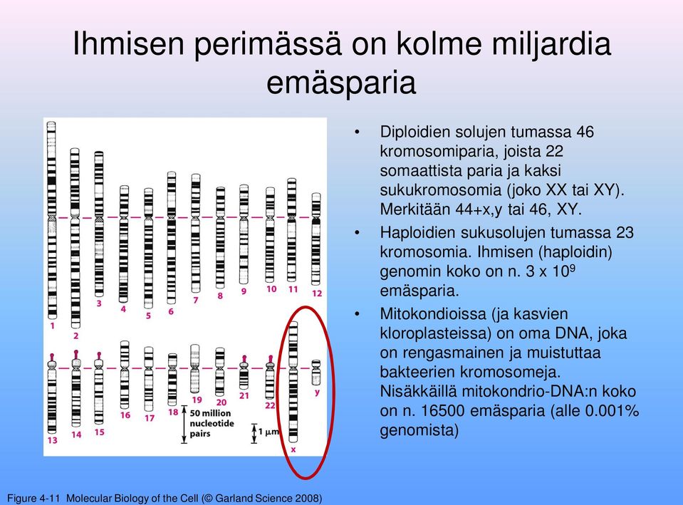 Ihmisen (haploidin) genomin koko on n. 3 x 10 9 emäsparia.