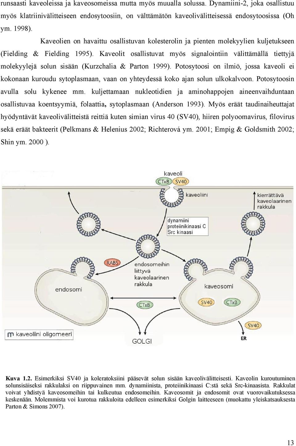 Kaveolit osallistuvat myös signalointiin välittämällä tiettyjä molekyylejä solun sisään (Kurzchalia & Parton 1999).