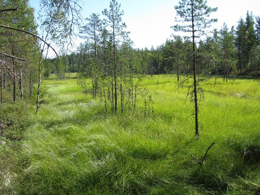 6. Luontoarvosoita neuvoteltu suojeluun Outokummun Viurusuo Noin 2500 hehtaaria luontoarvosoita