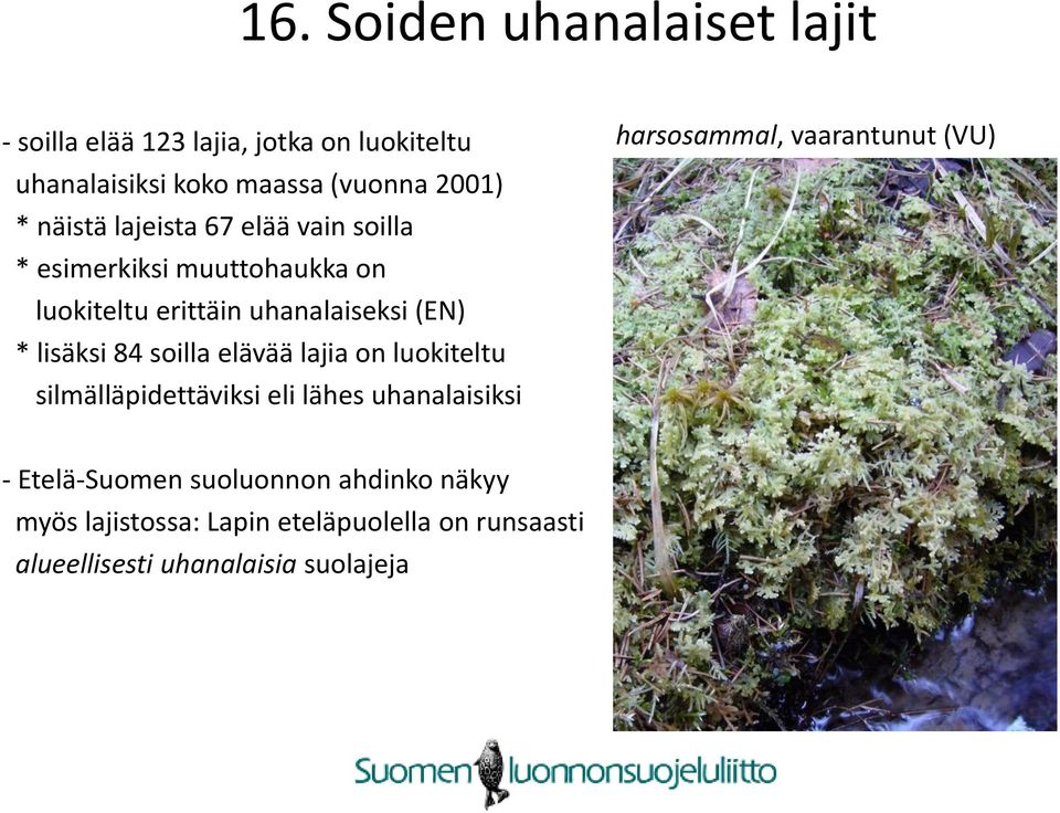 84 soilla elävää lajia on luokiteltu silmälläpidettäviksi eli lähes uhanalaisiksi harsosammal, vaarantunut (VU) -