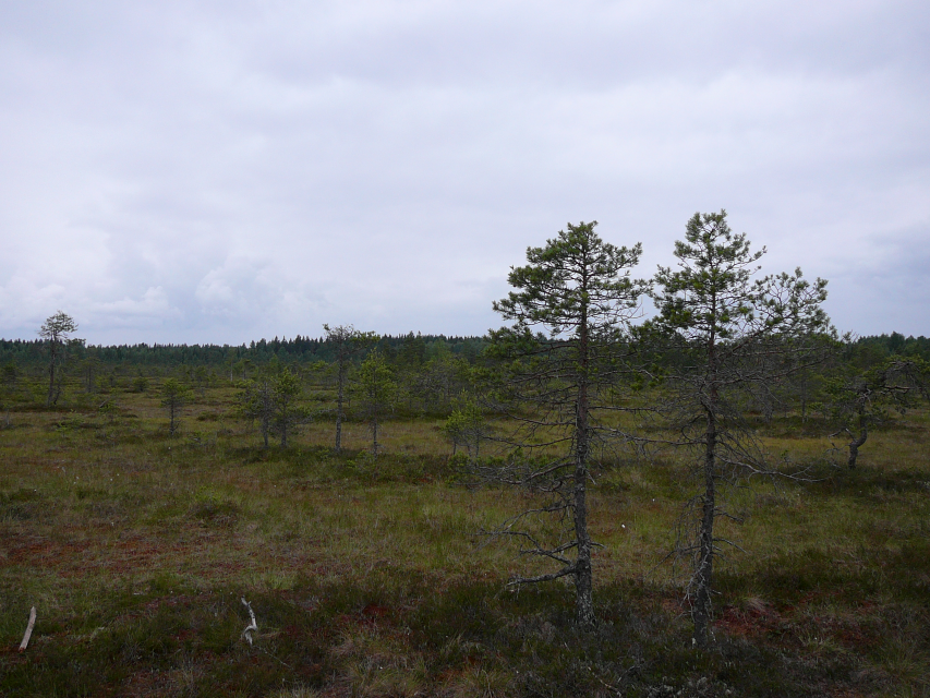 Keskeisestä sijainnista huolimatta suoalueet ovat säilyneet lähes luonnontilaisena. Torronsuo on yhdistynyt useammista suoalueista ja on tyypiltään kohosuo eli muuta maanpintaa korkeammalla.