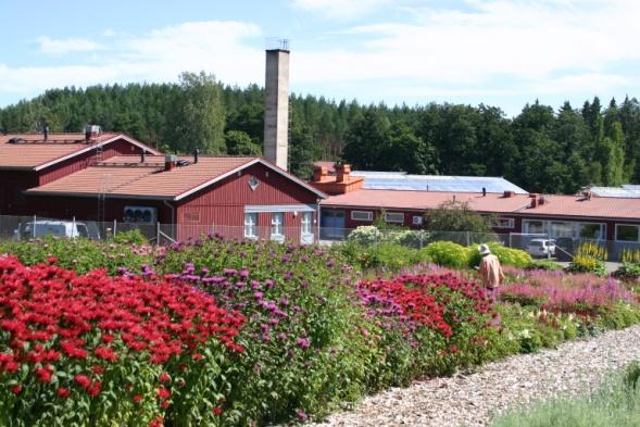 Julkisten alueiden perennat -hanke Laajat kokeet vuosina 2005-2010 tuloksena kymmeniä kestäviä perennakantoja: täysin uusia lajeja tai taimistojen vanhoista lajeista parhaiksi valittuja kantoja