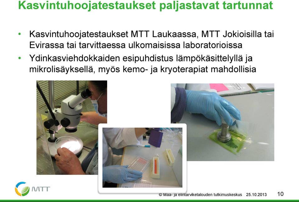 laboratorioissa Ydinkasviehdokkaiden esipuhdistus lämpökäsittelyllä ja