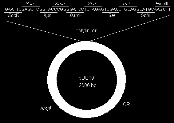 KUVA 12. Kuvassa tyypillinen plasmidivektori, joka sisältää katkaisukohdat useille restriktioentsyymeille. Kyseinen plasmidi sisältää ampisilliiniresistenssigeenin. Plasmidissa on myös ori-alue.