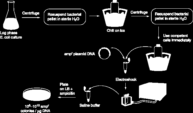 soluja tehdä kompetenteiksi CaCl 2 -käsittelyllä.