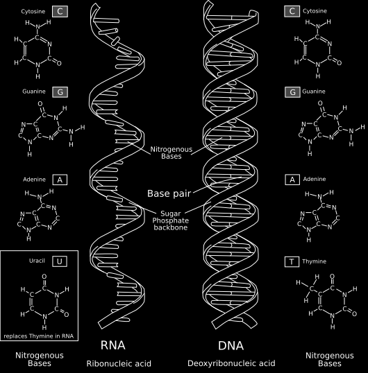 2 NUKLEIINIHAPOT JA NIIDEN RAKENNE Nukleiinihapot ovat erikoistuneita informaation varastointiin ja siirtoon. Niitä ovat DNA eli deoksiribonukleiinihappo sekä RNA eli ribonukleiinihappo.