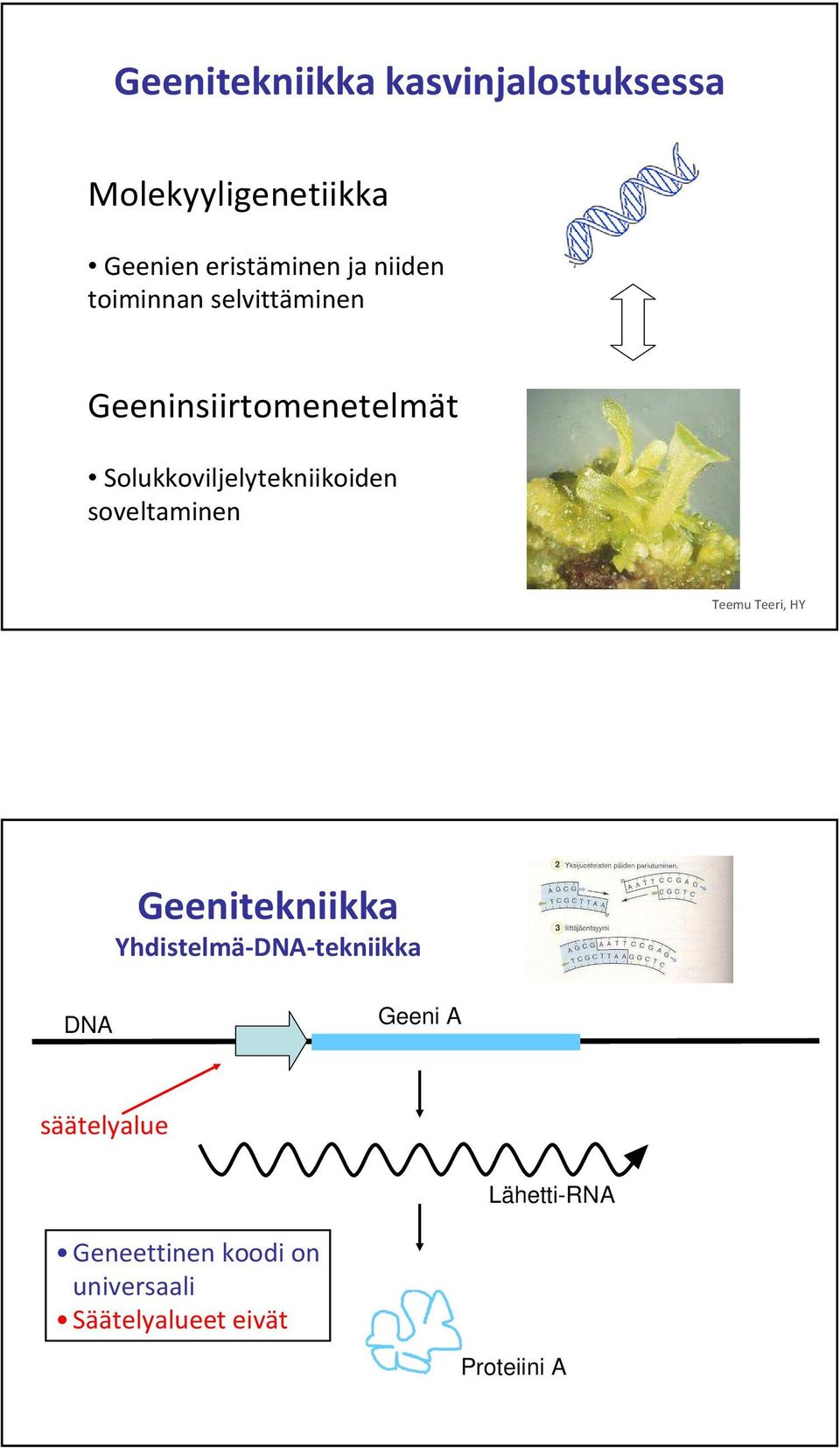 soveltaminen Teemu Teeri, HY Geenitekniikka Yhdistelmä-DNA-tekniikka DNA Geeni A