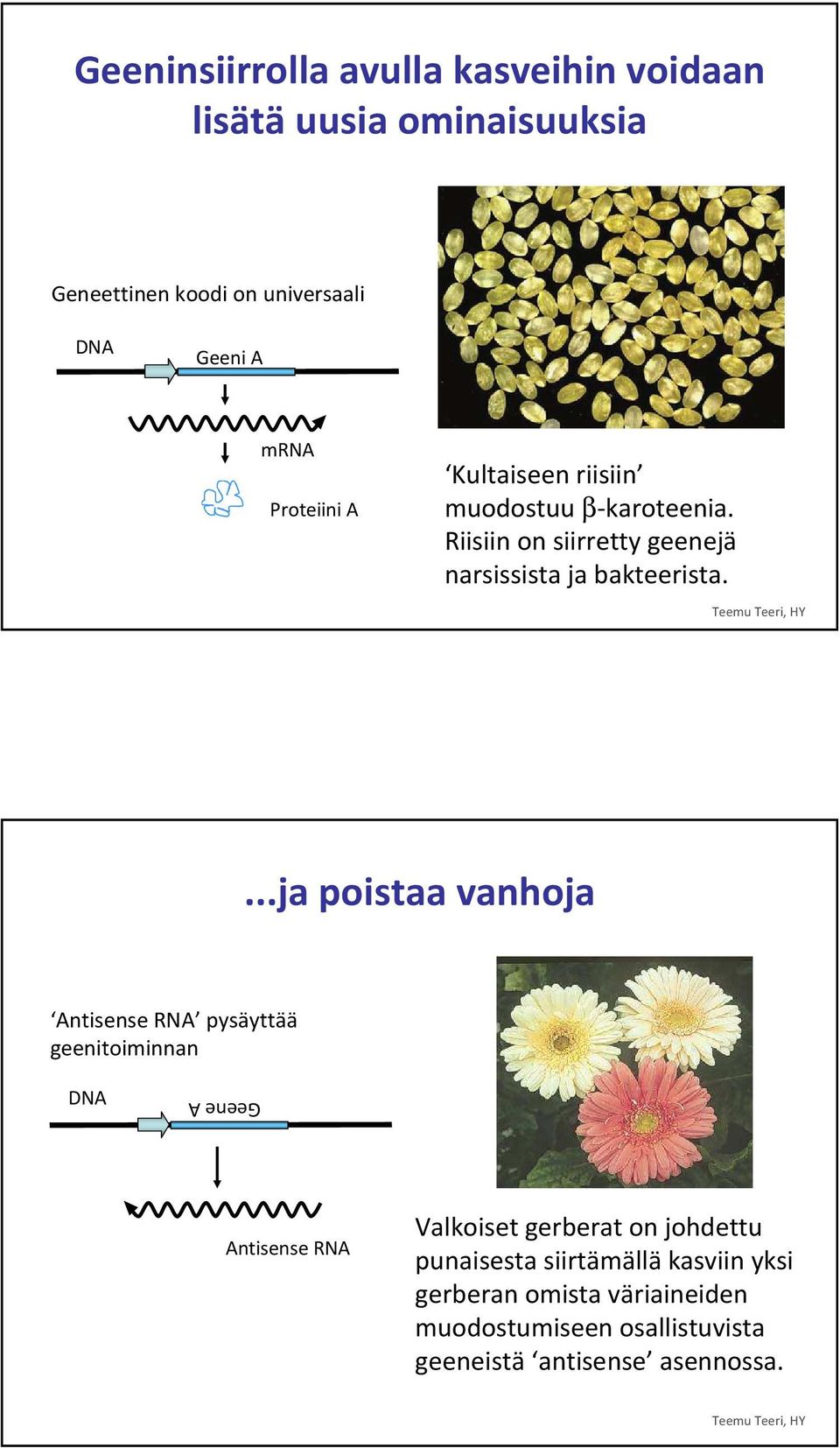 Teemu Teeri, HY.