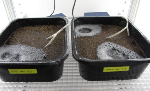 Siemenet pintakuivataan ennen kylvöä Kuusen siementen esikäsittelyt avoimia kysymyksiä Ovatko liotuksessa pinnalle jäävät siemenet huonolaatuisia ja onko