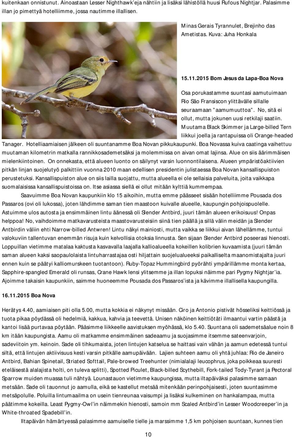 2015 Bom Jesus da Lapa-Boa Nova Osa porukastamme suuntasi aamutuimaan Rio São Fransiscon ylittävälle sillalle seuraamaan aamumuuttoa. No, sitä ei ollut, mutta jokunen uusi retkilaji saatiin.