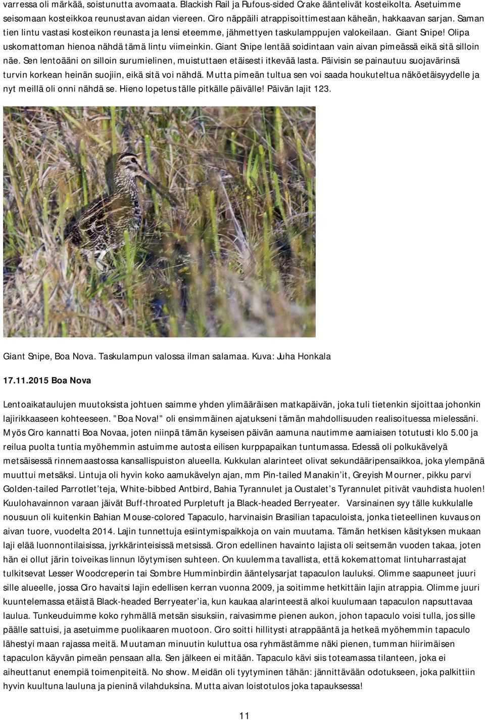Olipa uskomattoman hienoa nähdä tämä lintu viimeinkin. Giant Snipe lentää soidintaan vain aivan pimeässä eikä sitä silloin näe.