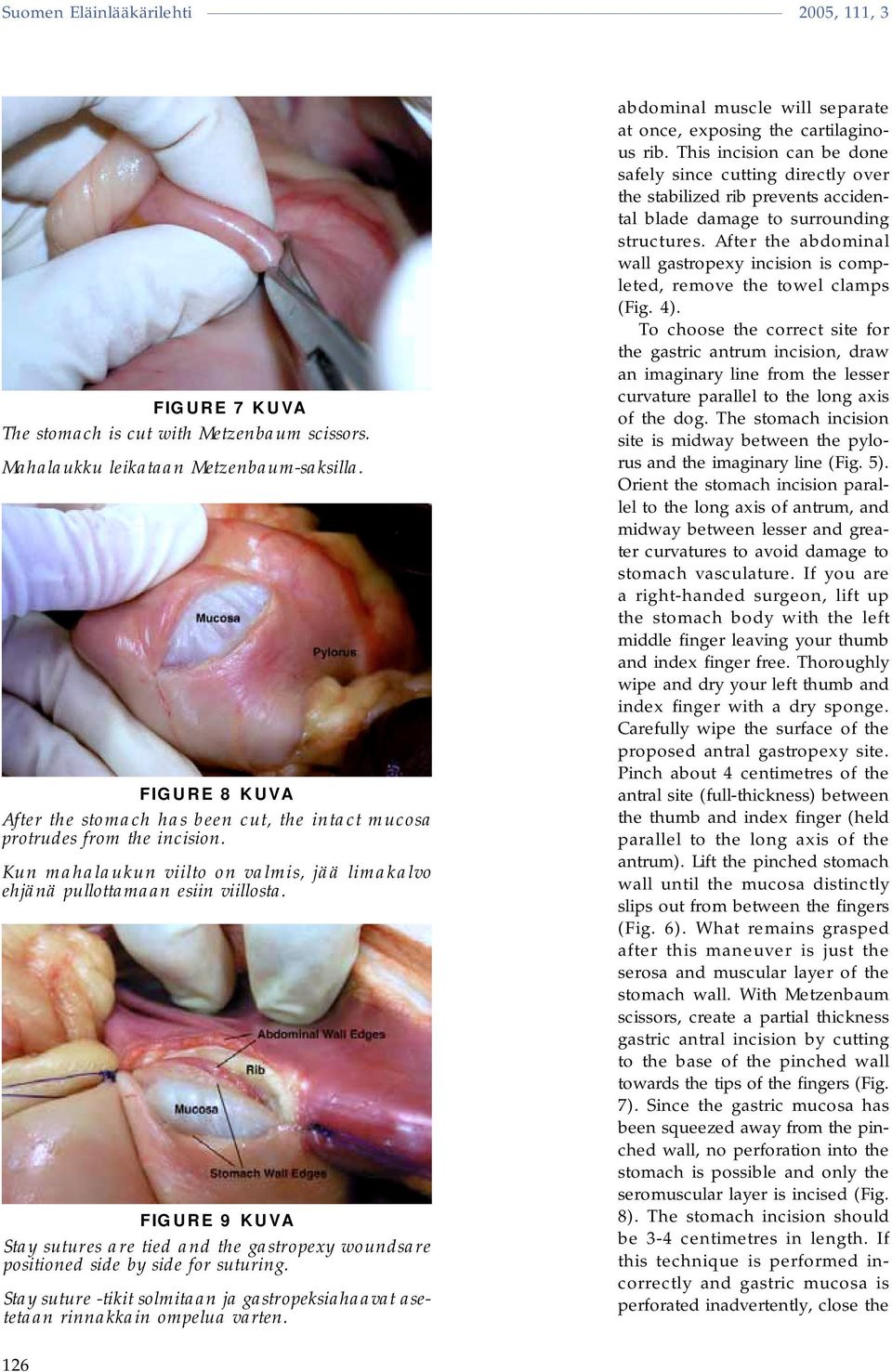 Stay suture -tikit solmitaan ja gastropeksiahaavat asetetaan rinnakkain ompelua varten. abdominal muscle will separate at once, exposing the cartilaginous rib.