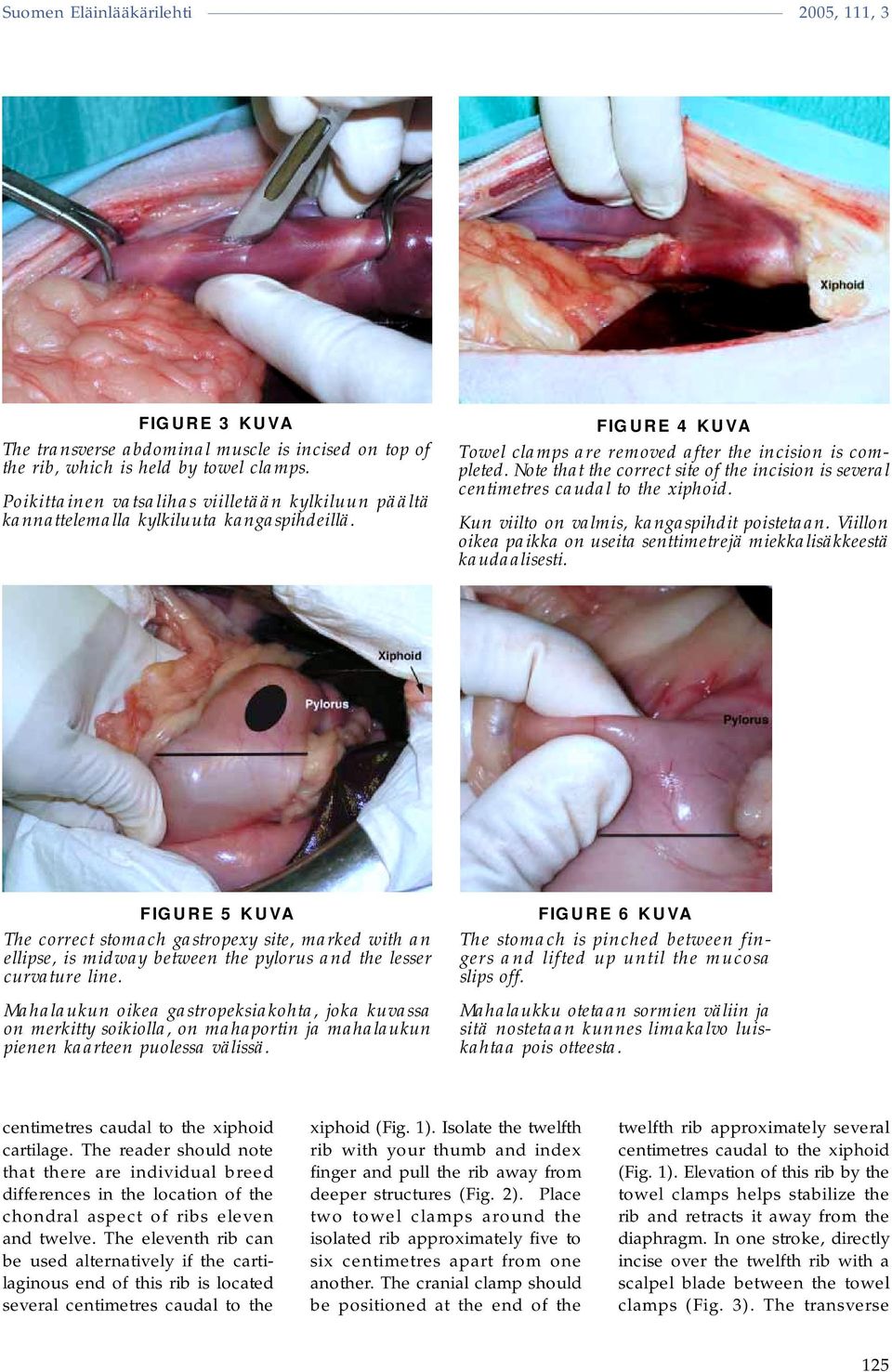 Note that the correct site of the incision is several centimetres caudal to the xiphoid. Kun viilto on valmis, kangaspihdit poistetaan.