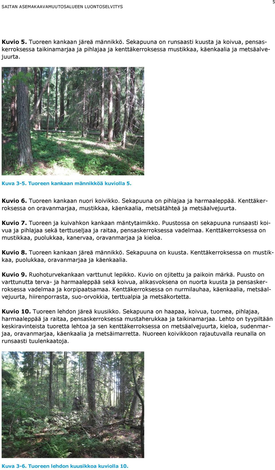 Kenttäkerroksessa on oravanmarjaa, mustikkaa, käenkaalia, metsätähteä ja metsäalvejuurta. Kuvio 7. Tuoreen ja kuivahkon kankaan mäntytaimikko.