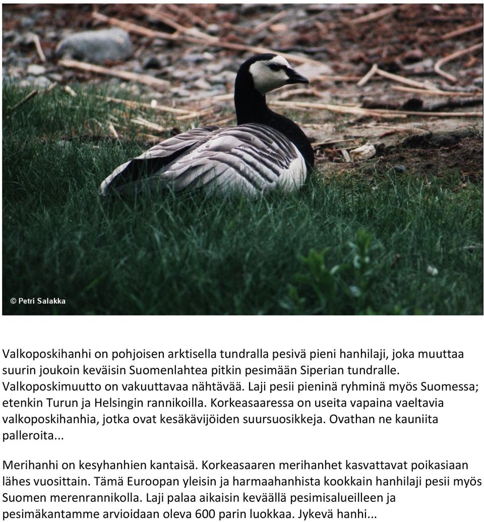 Korkeasaaressa on useita vapaina vaeltavia valkoposkihanhia, jotka ovat kesäkävijöiden suursuosikkeja. Ovathan ne kauniita palleroita... Merihanhi on kesyhanhien kantaisä.