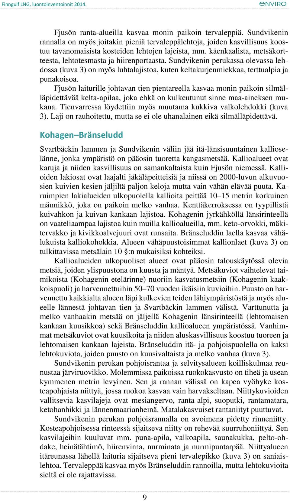 Fjusön laiturille johtavan tien pientareella kasvaa monin paikoin silmälläpidettävää kelta-apilaa, joka ehkä on kulkeutunut sinne maa-aineksen mukana.