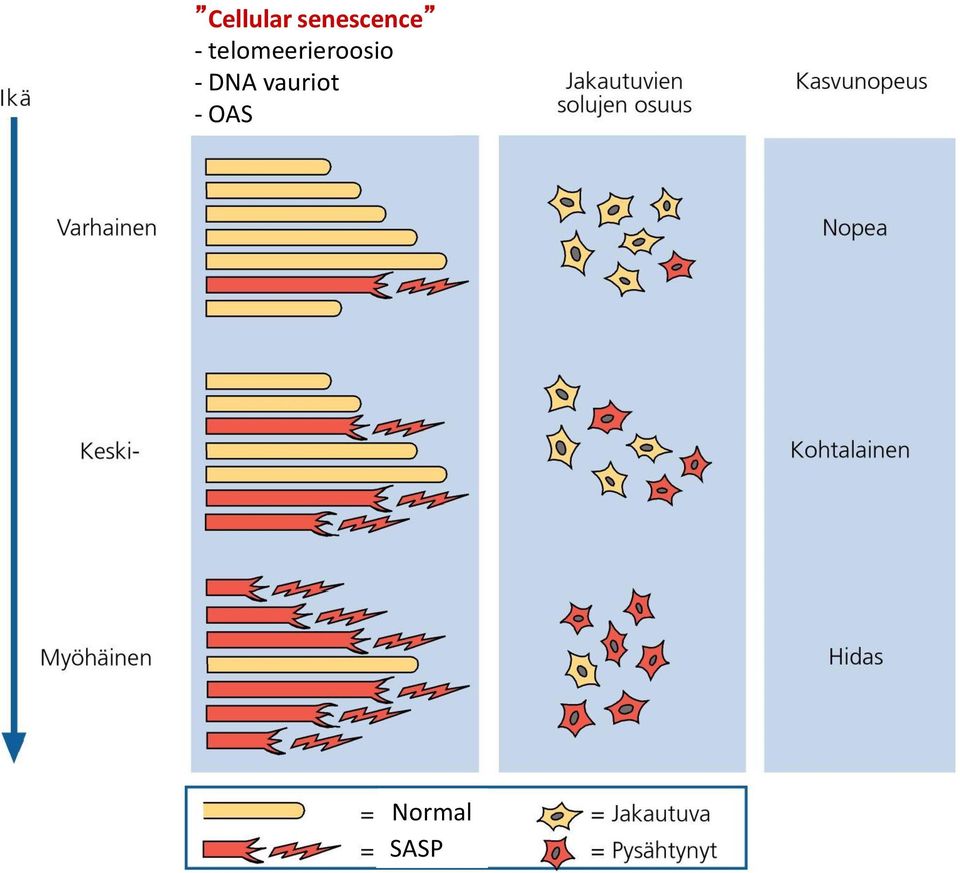 telomeerieroosio