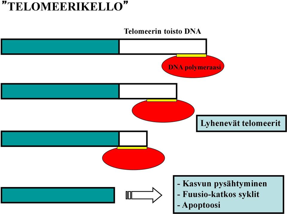 telomeerit - Kasvun pysähtyminen