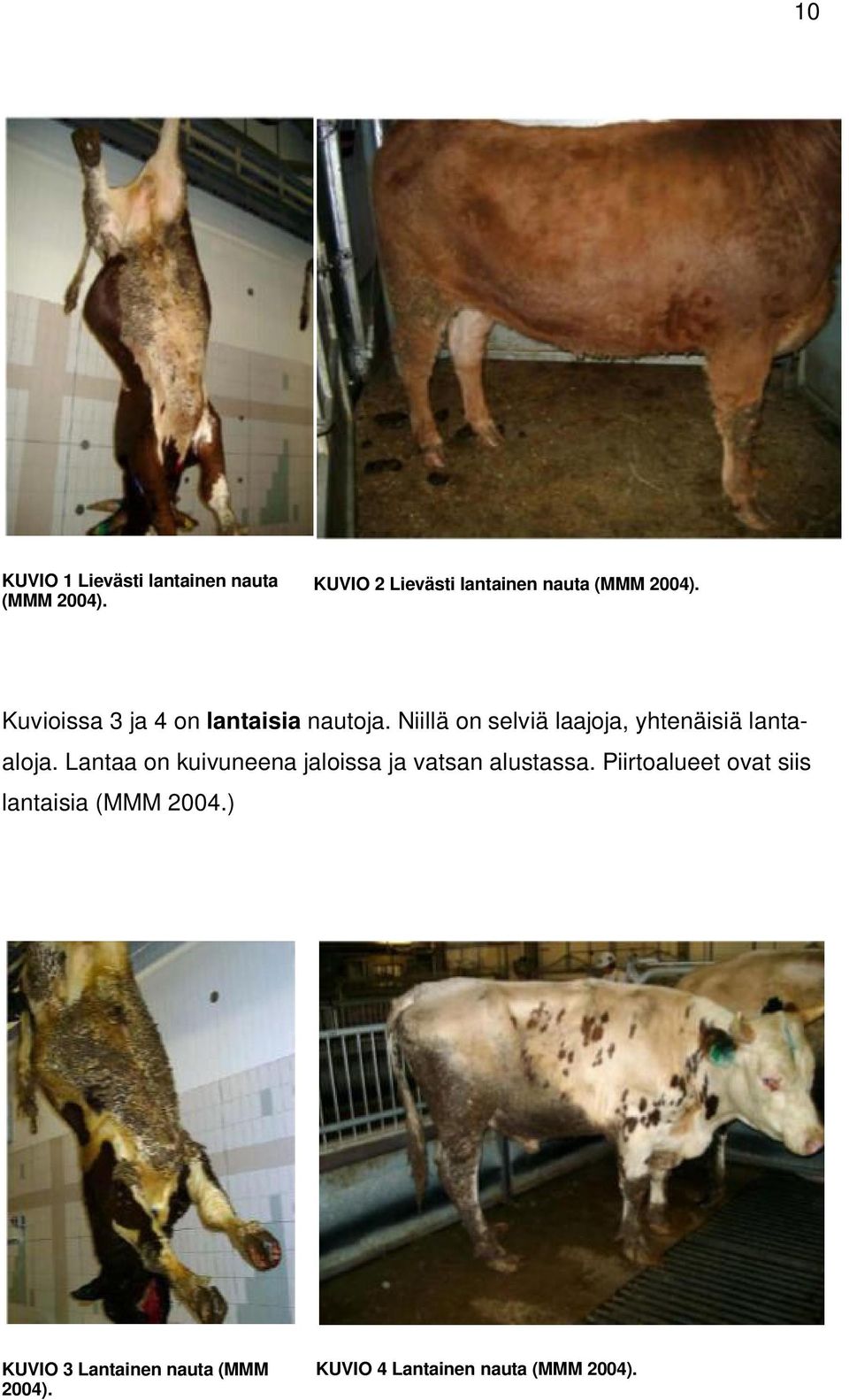 Niillä on selviä laajoja, yhtenäisiä lantaaloja.