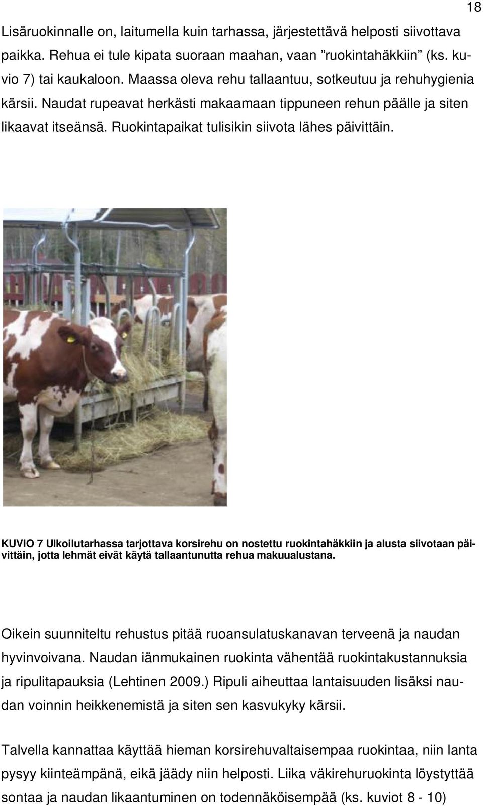 KUVIO 7 Ulkoilutarhassa tarjottava korsirehu on nostettu ruokintahäkkiin ja alusta siivotaan päivittäin, jotta lehmät eivät käytä tallaantunutta rehua makuualustana.