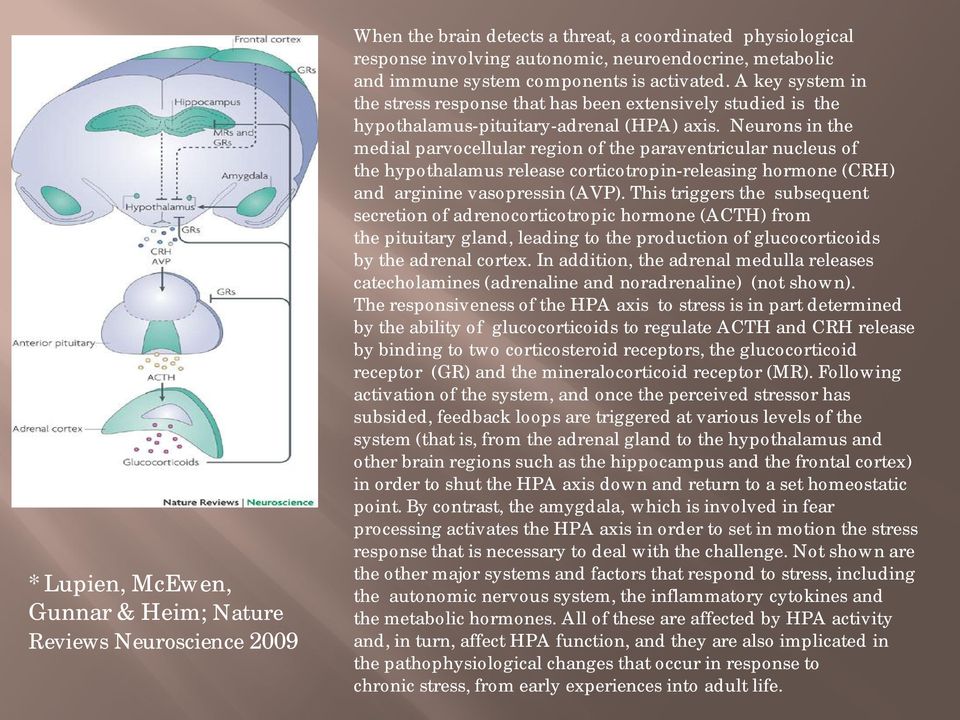 Neurons in the medial parvocellular region of the paraventricular nucleus of the hypothalamus release corticotropin-releasing hormone (CRH) and arginine vasopressin (AVP).