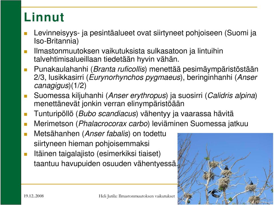 Punakaulahanhi (Branta ruficollis) menettää pesimäympäristöstään 2/3, lusikkasirri (Eurynorhynchos pygmaeus), beringinhanhi (Anser canagigus)(1/2) Suomessa kiljuhanhi (Anser