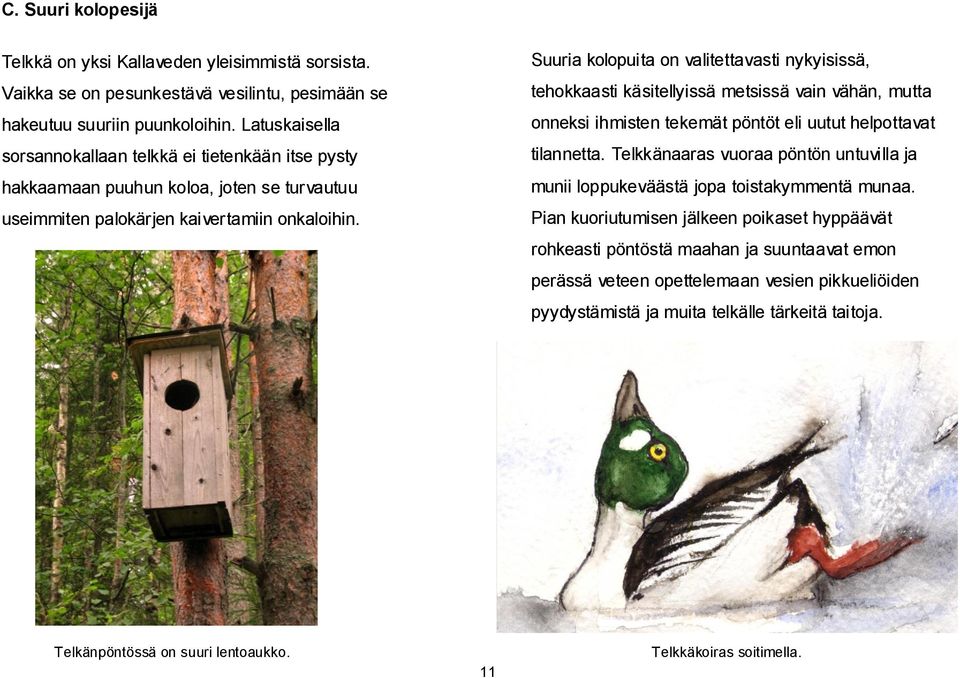 Suuria kolopuita on valitettavasti nykyisissä, tehokkaasti käsitellyissä metsissä vain vähän, mutta onneksi ihmisten tekemät pöntöt eli uutut helpottavat tilannetta.