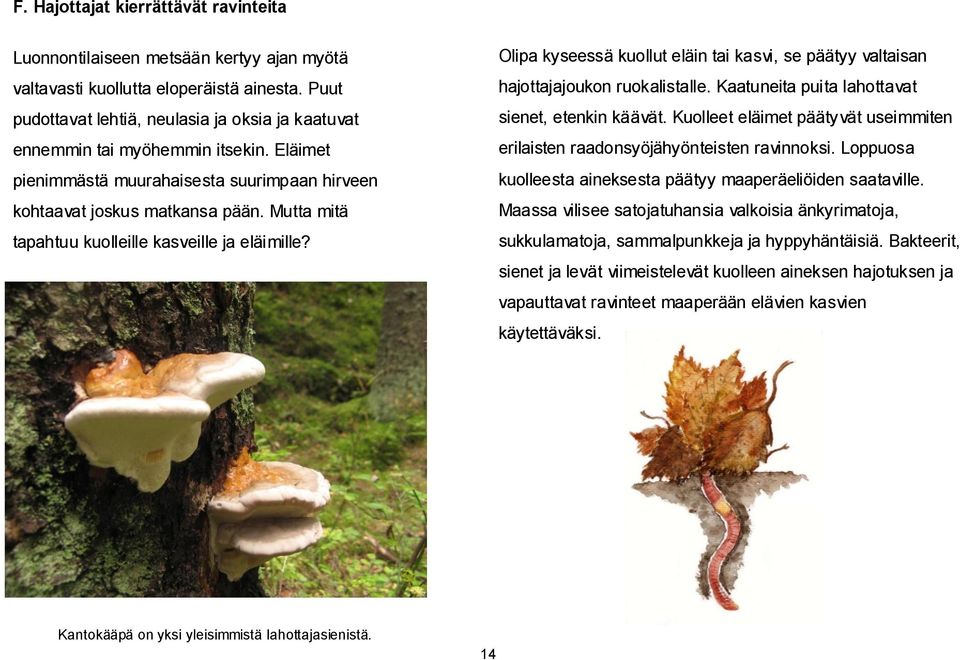 Mutta mitä tapahtuu kuolleille kasveille ja eläimille? Olipa kyseessä kuollut eläin tai kasvi, se päätyy valtaisan hajottajajoukon ruokalistalle. Kaatuneita puita lahottavat sienet, etenkin käävät.