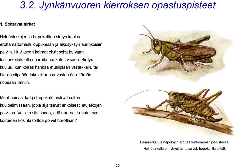 Siritys kuuluu, kun koiras hankaa etusiipiään vastakkain, tai hieroo siipeään takajalkaansa vasten äärettömän nopeaan tahtiin.