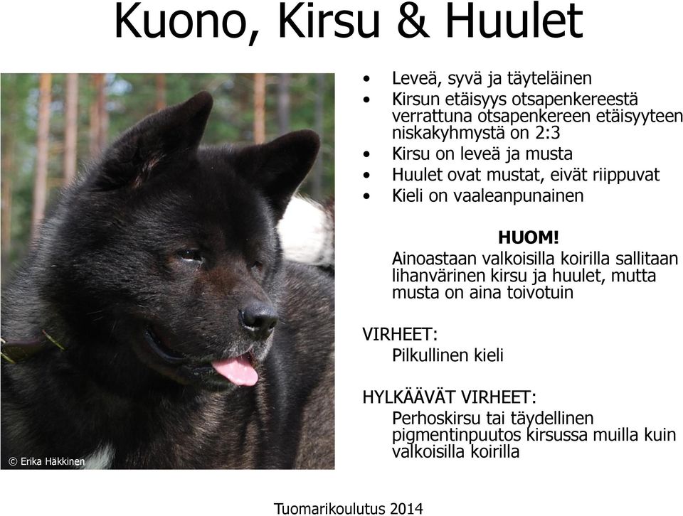 Ainoastaan valkoisilla koirilla sallitaan lihanvärinen kirsu ja huulet, mutta musta on aina toivotuin VIRHEET: