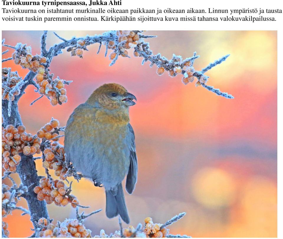 Linnun ympäristö ja tausta voisivat tuskin paremmin