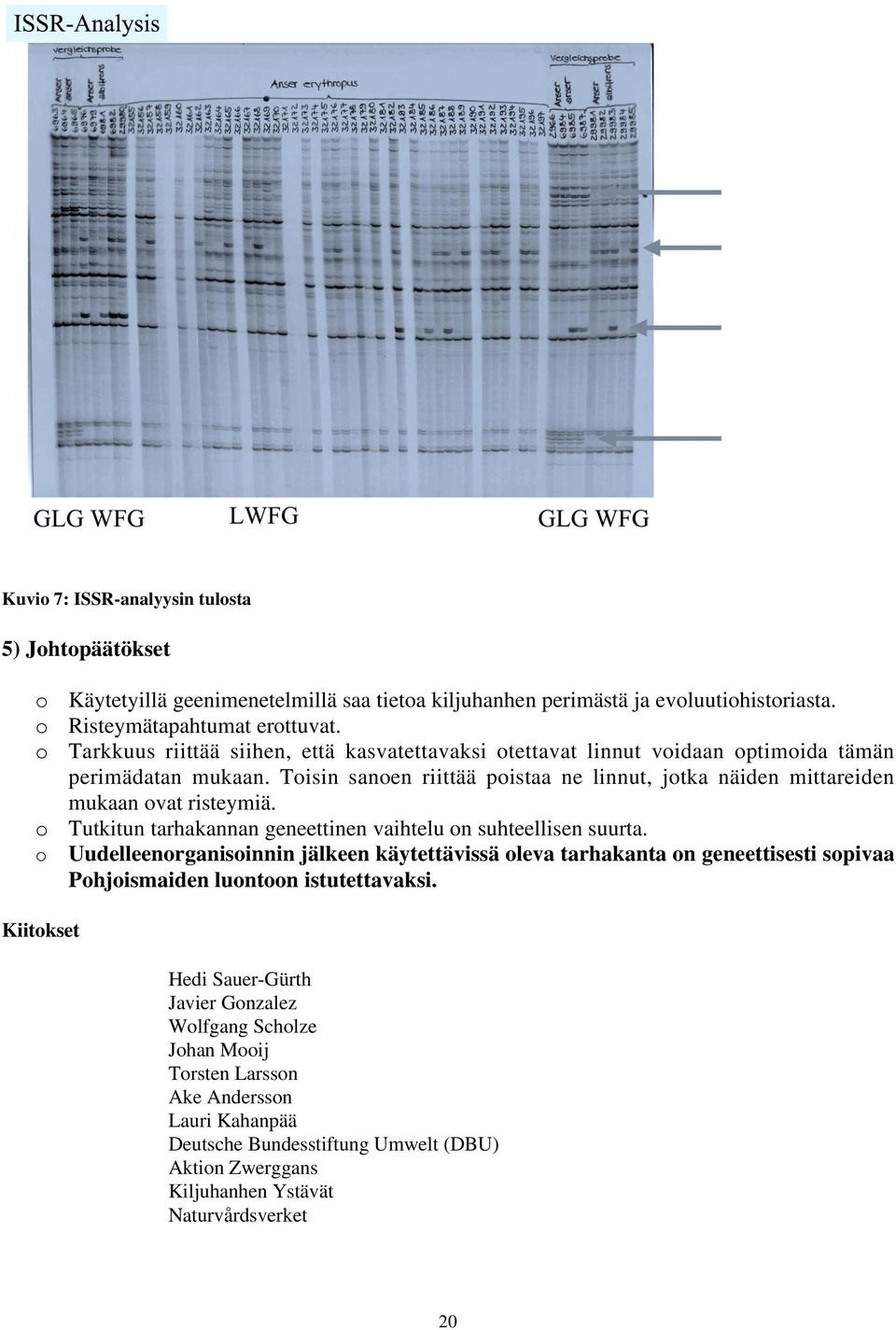 Toisin sanoen riittää poistaa ne linnut, jotka näiden mittareiden mukaan ovat risteymiä. o Tutkitun tarhakannan geneettinen vaihtelu on suhteellisen suurta.