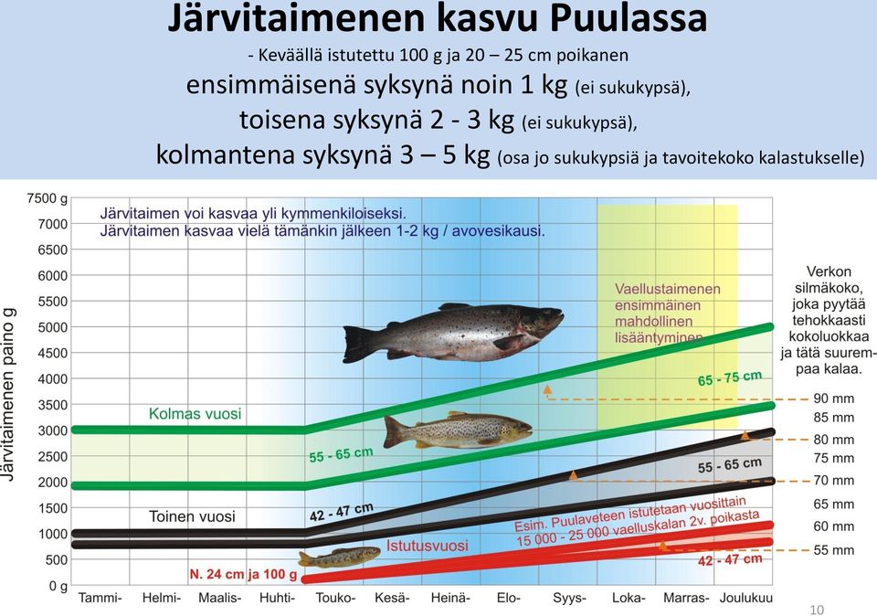sukukypsä), toisena syksynä 2-3 kg (ei sukukypsä),