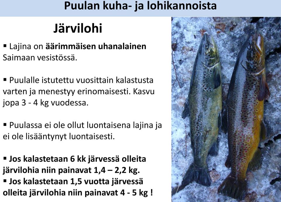 Puulassa ei ole ollut luontaisena lajina ja ei ole lisääntynyt luontaisesti.