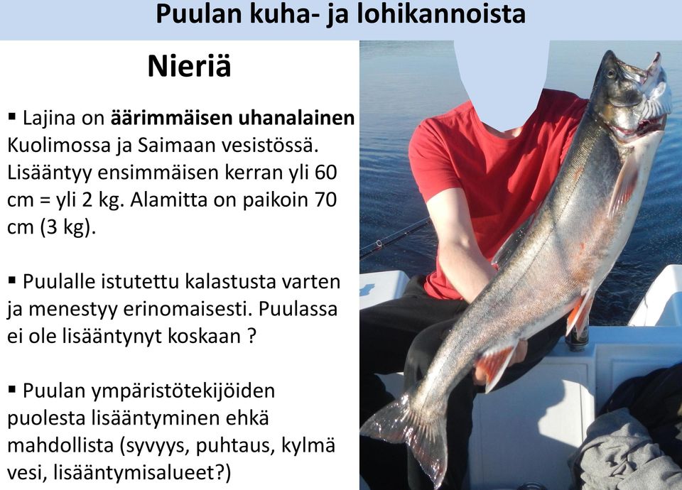 Puulalle istutettu kalastusta varten ja menestyy erinomaisesti. Puulassa ei ole lisääntynyt koskaan?