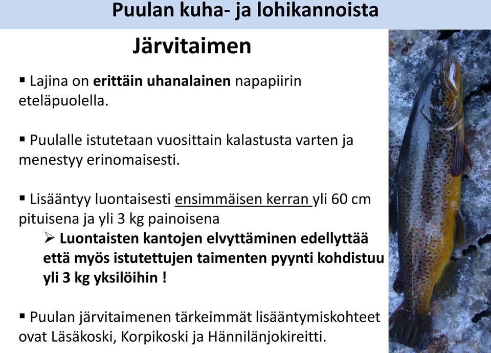 Lisääntyy luontaisesti ensimmäisen kerran yli 60 cm pituisena ja yli 3 kg painoisena Luontaisten kantojen elvyttäminen