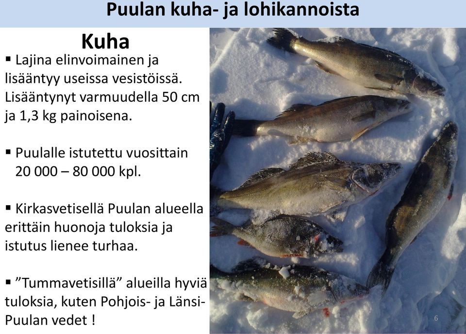 Puulalle istutettu vuosittain 20 000 80 000 kpl.