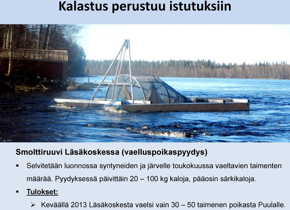 toukokuussa vaeltavien taimenten määrää.