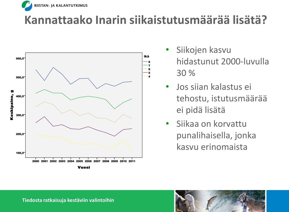 siian kalastus ei tehostu, istutusmäärää ei pidä