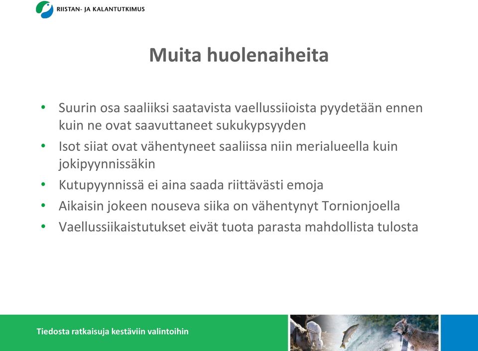 kuin jokipyynnissäkin Kutupyynnissä ei aina saada riittävästi emoja Aikaisin jokeen nouseva