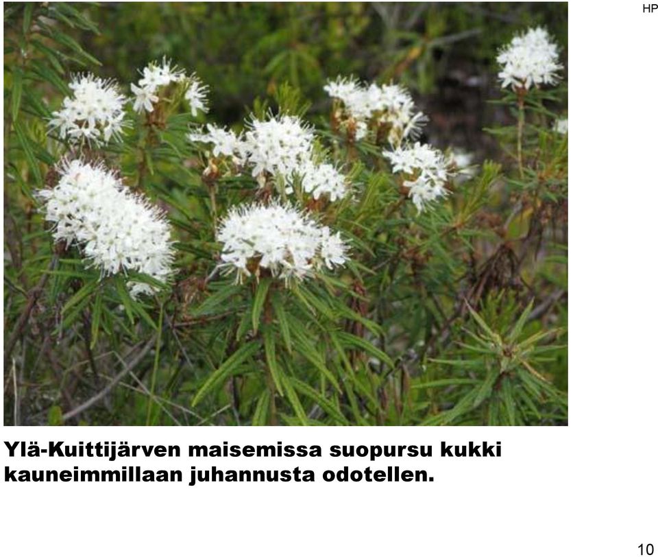 kukki kauneimmillaan
